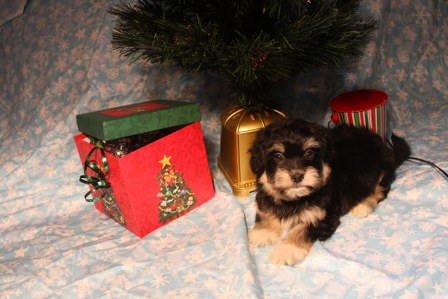 havanese-puppies